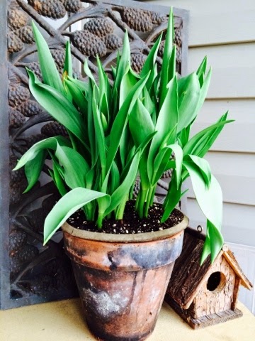 Spring on my front porch